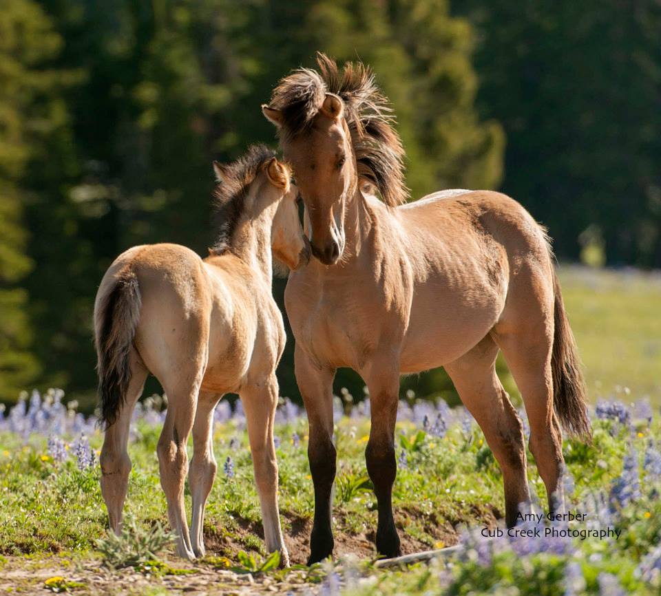 The Wild Horses of Pryor Mountains, Montana & Wyoming